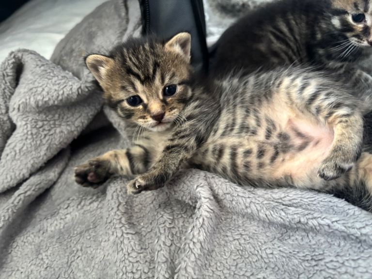 Ragdoll cross tortoise shell