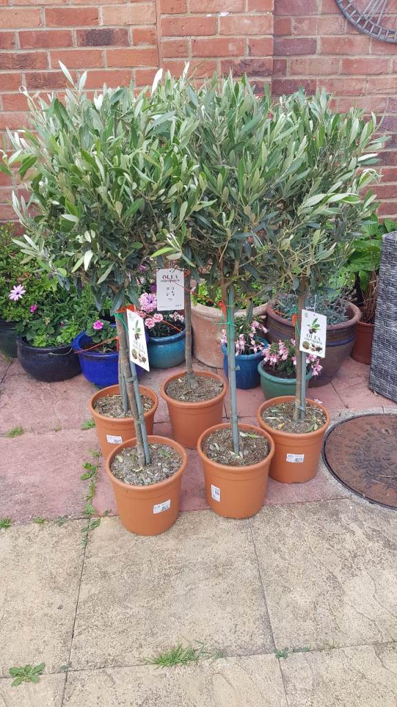 Olive tree approx 4ft 