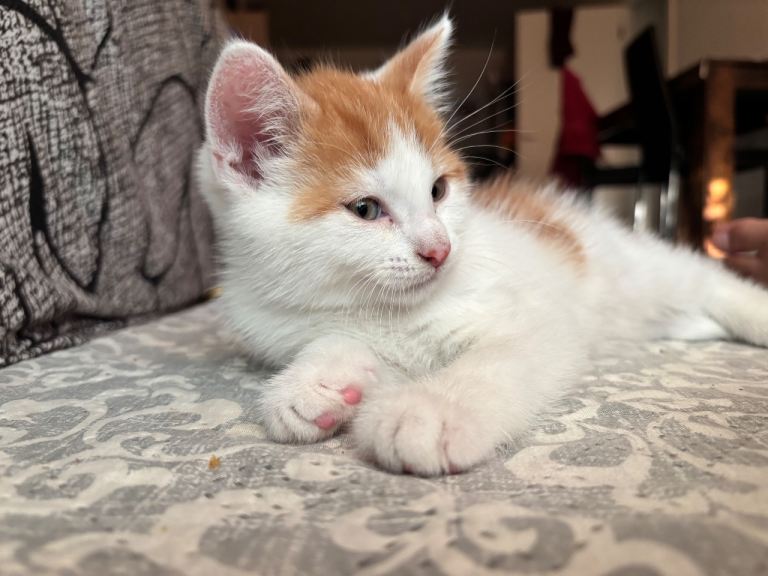 Kitten