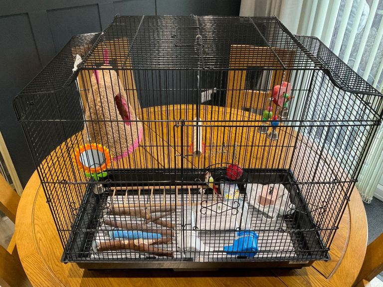 Bird cage 