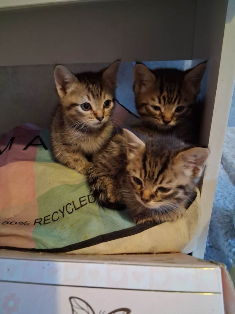 Kittens