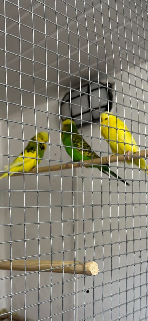 Exhibition budgies