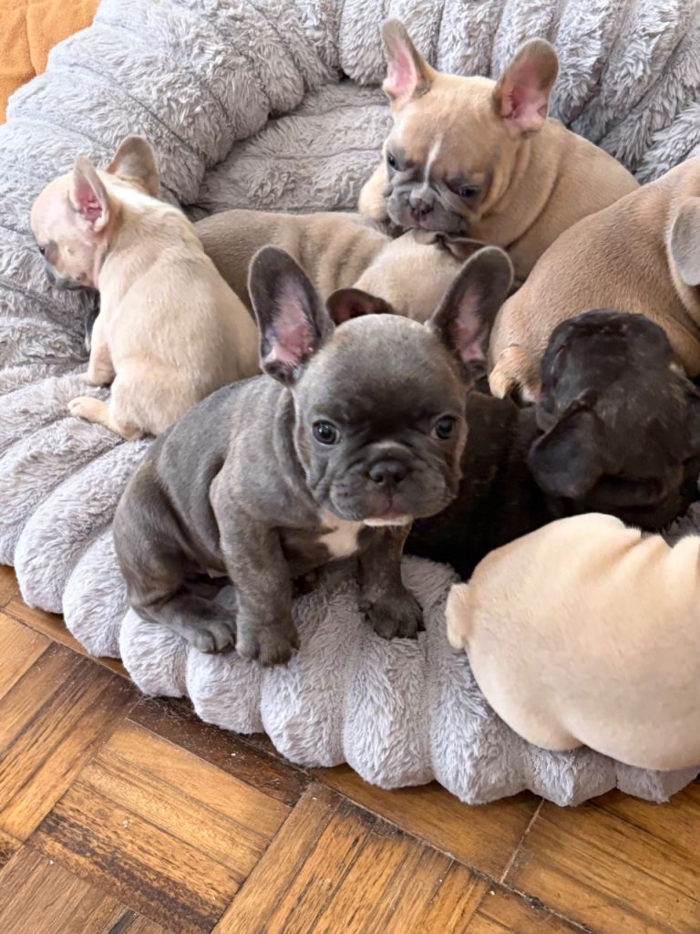 Kc reg pedigree French bulldog puppies