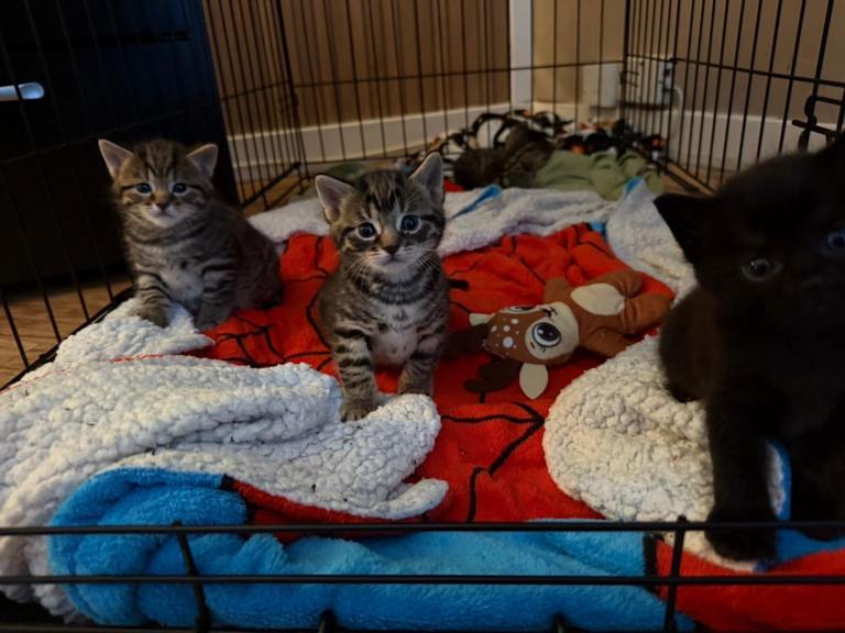 Mix litter of beautiful kittens