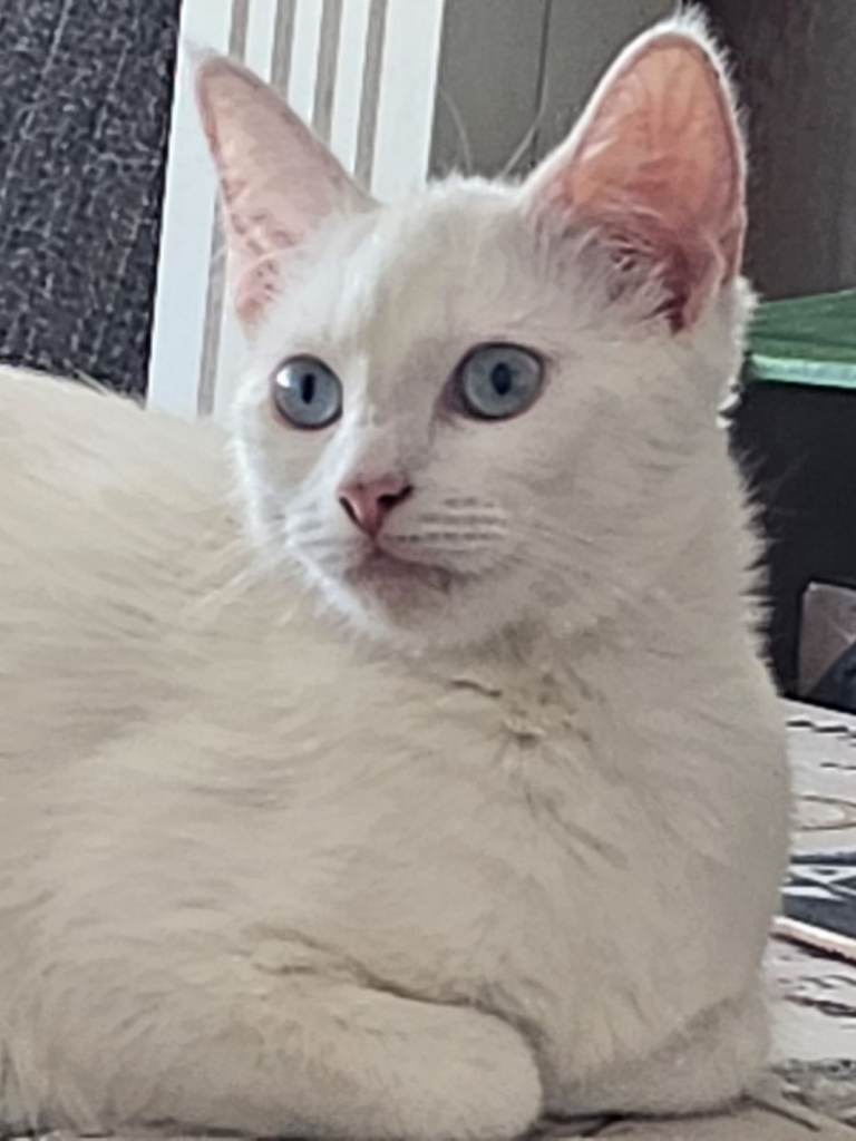 PURE WHITE and PATCHY FLUFFBALL KITTENS - can deliver for free
