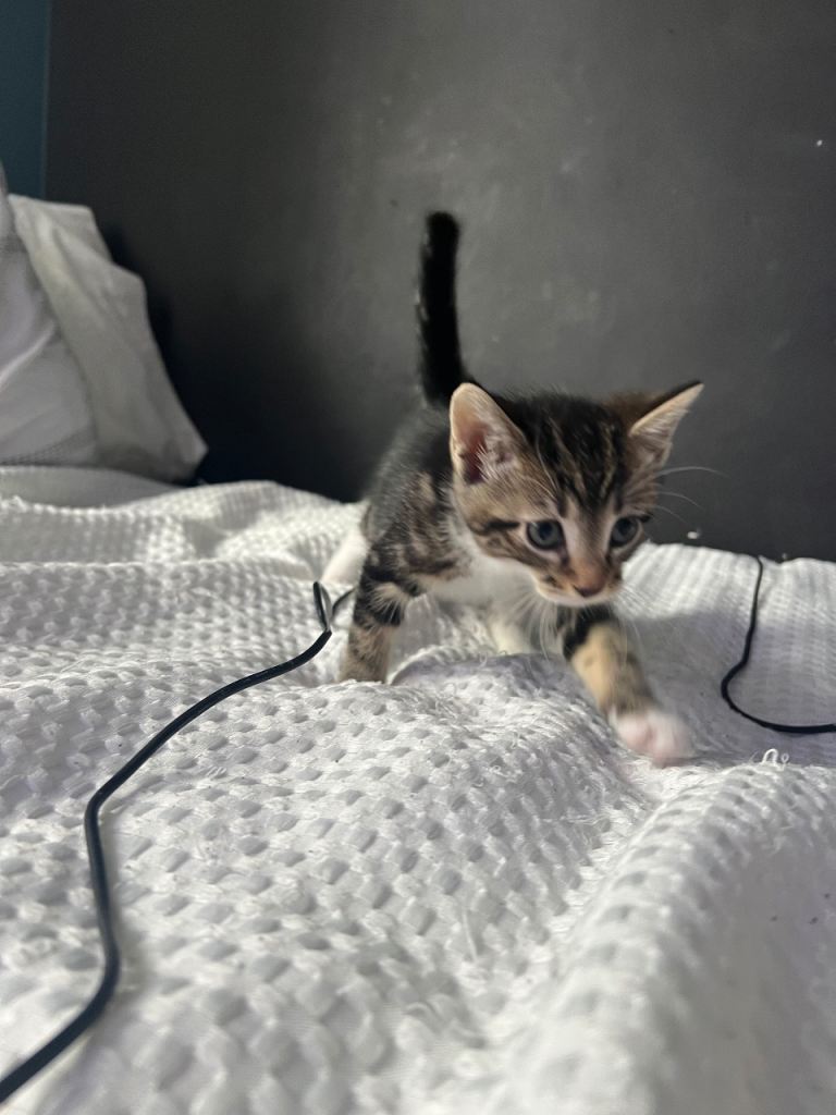 5 Kittens