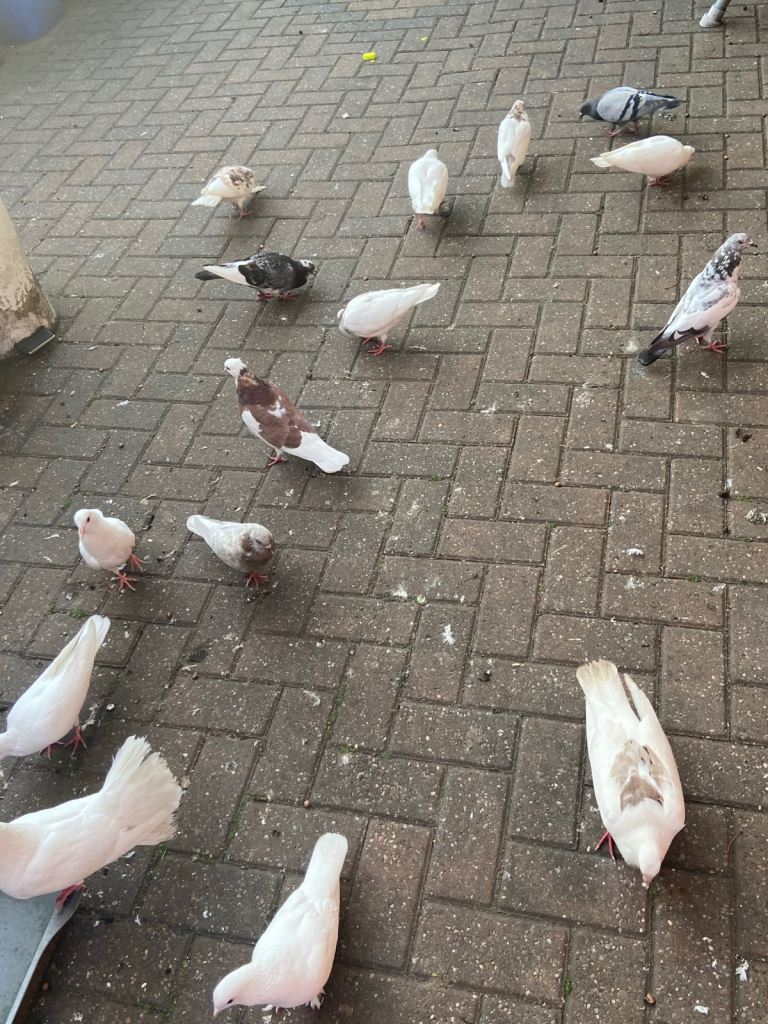 Pigeons