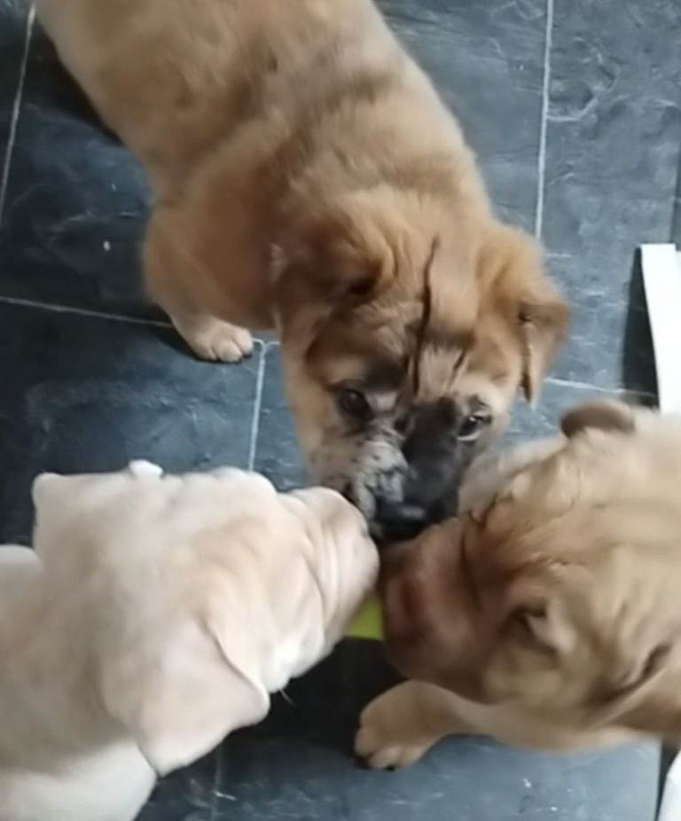 Frenchie-Pei pups