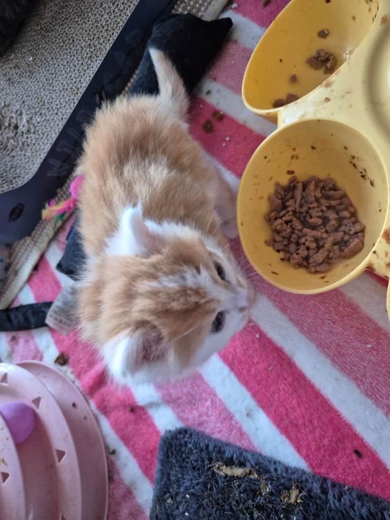 Kitten for sale. £50