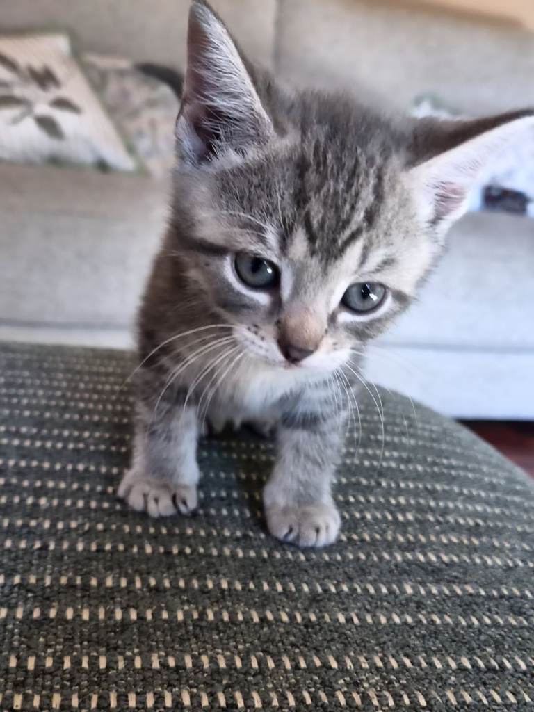 Kittens for rehoming! Raised by humans