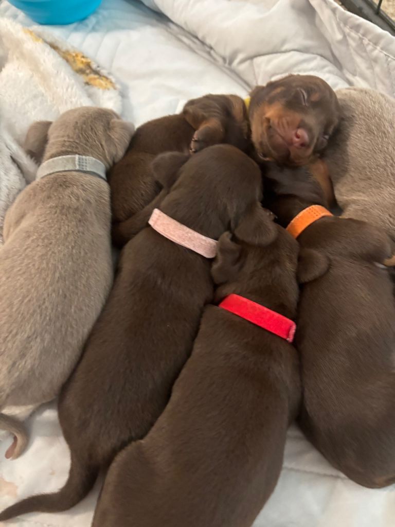 Miniature Dachshunds KC registered 