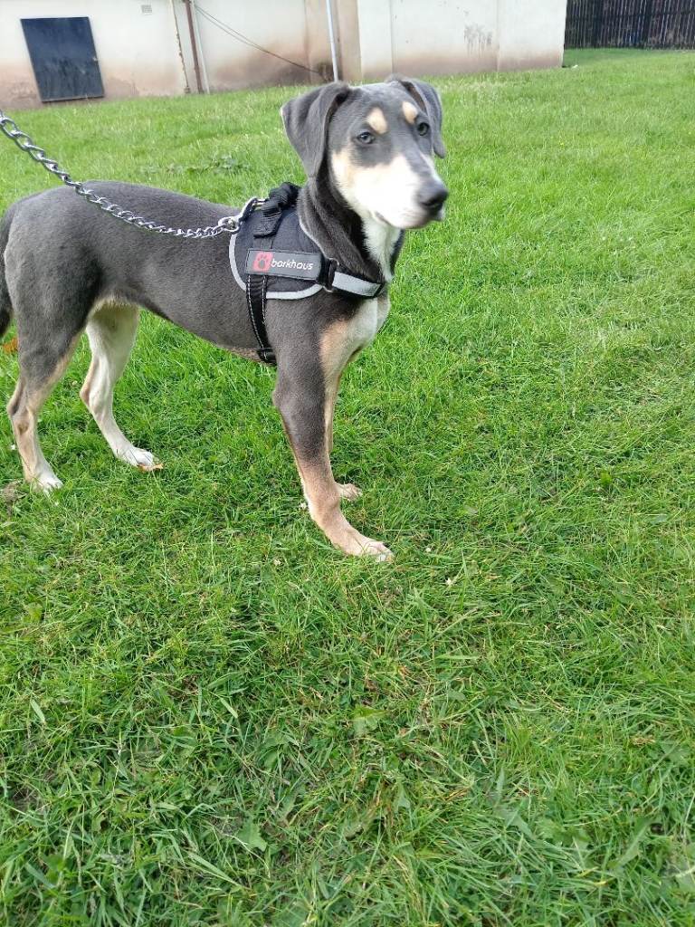 Willow 5 month old female Saluki X Lurcher
