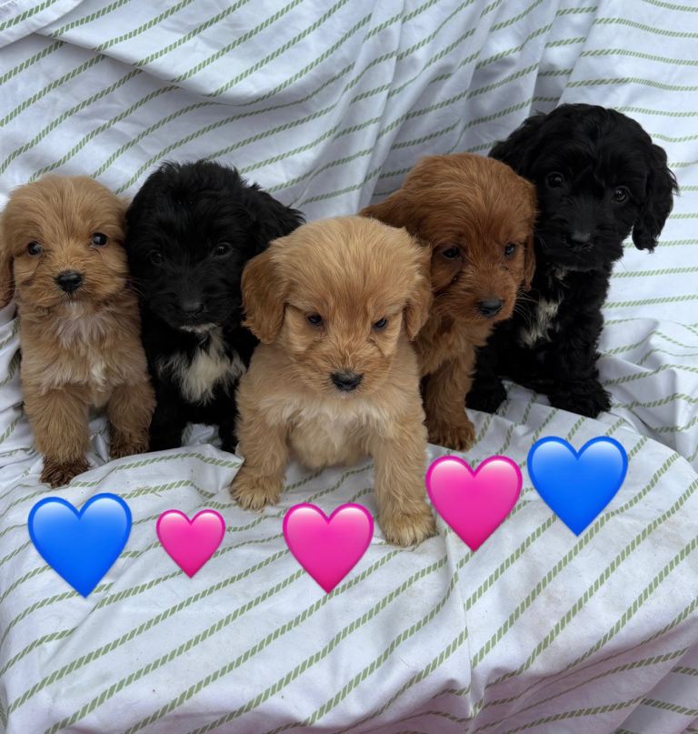 5 adorable cockerpoo 