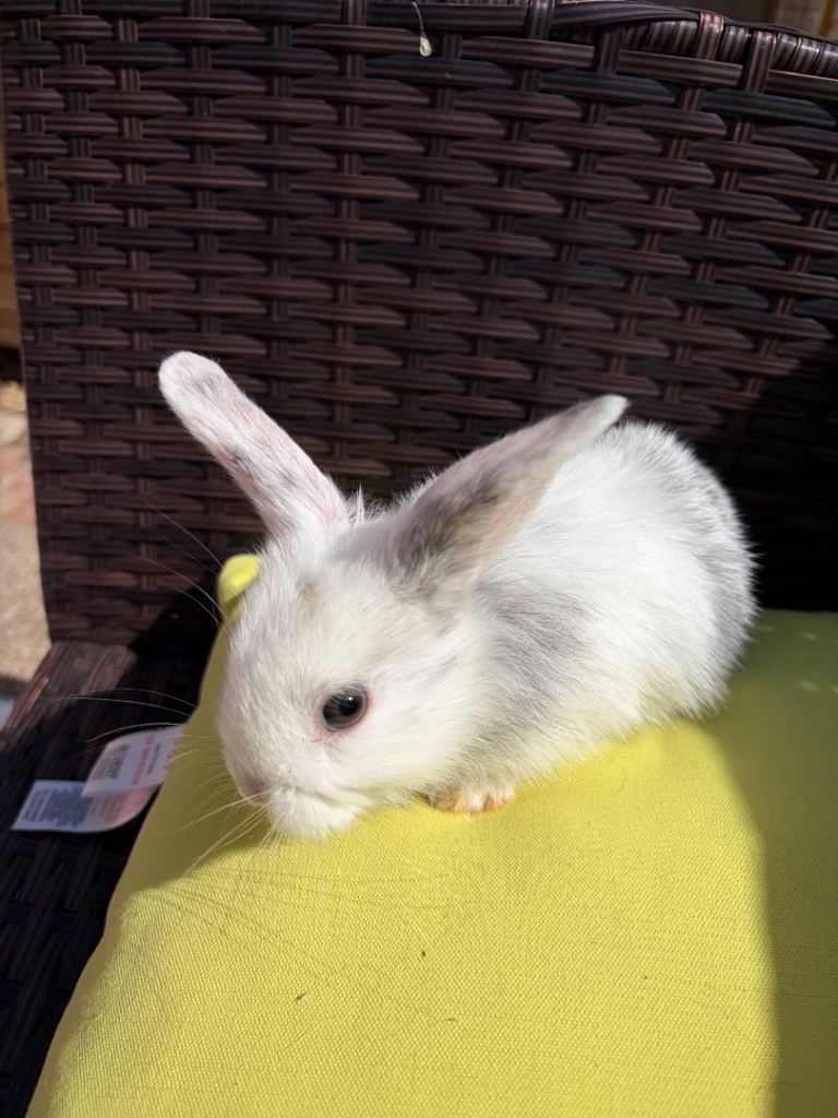 4x MINI LION LOP BUNNIES LEFT