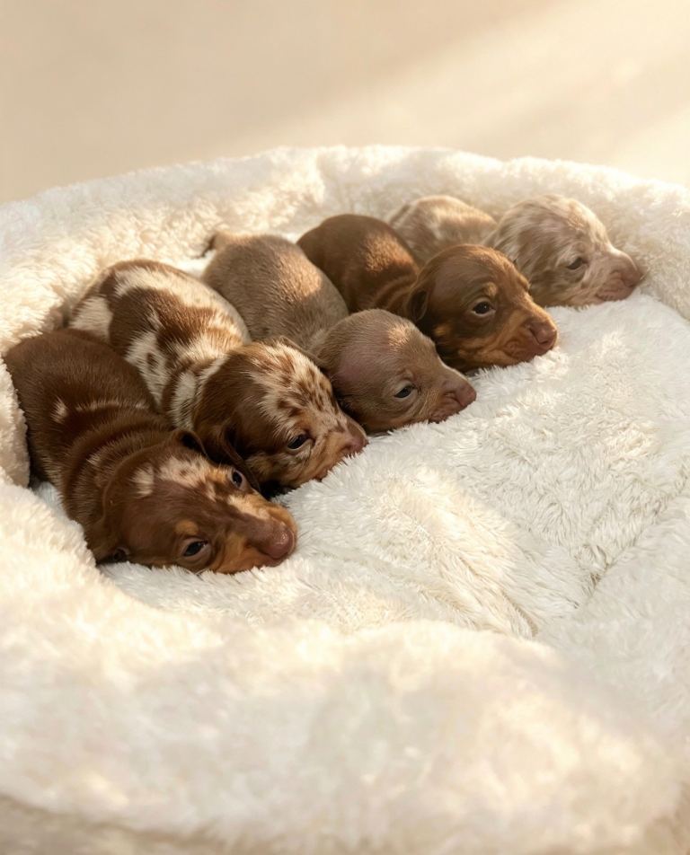 Miniature dachshunds 2 boys available 