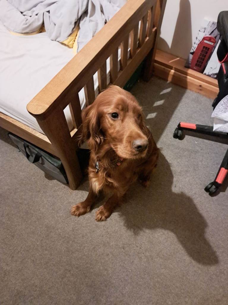 Irish setter adult female 