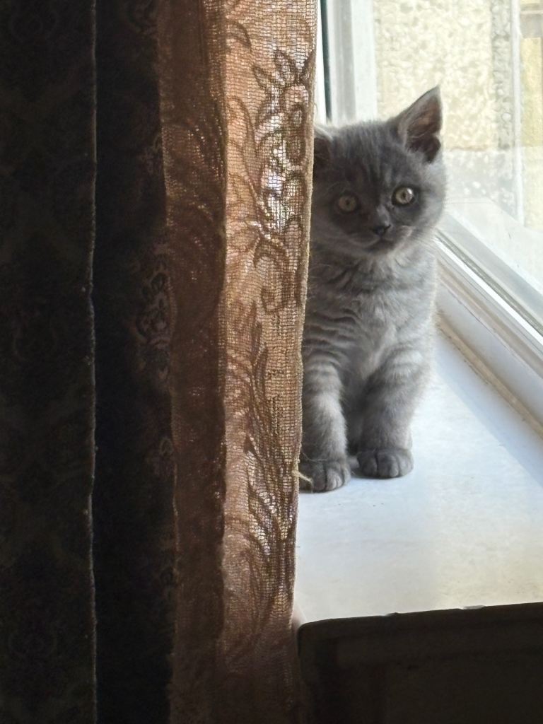 British short hair kitten for sale beautiful and playful 