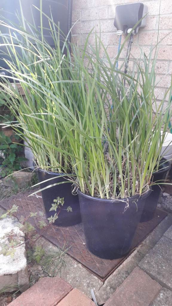 Pond Plants - grows to about 1.5m high