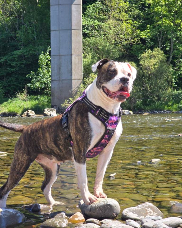 Bulldog for sale