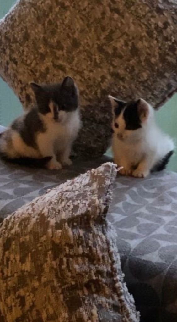 Adorable Kittens Looking for Their Forever Homes