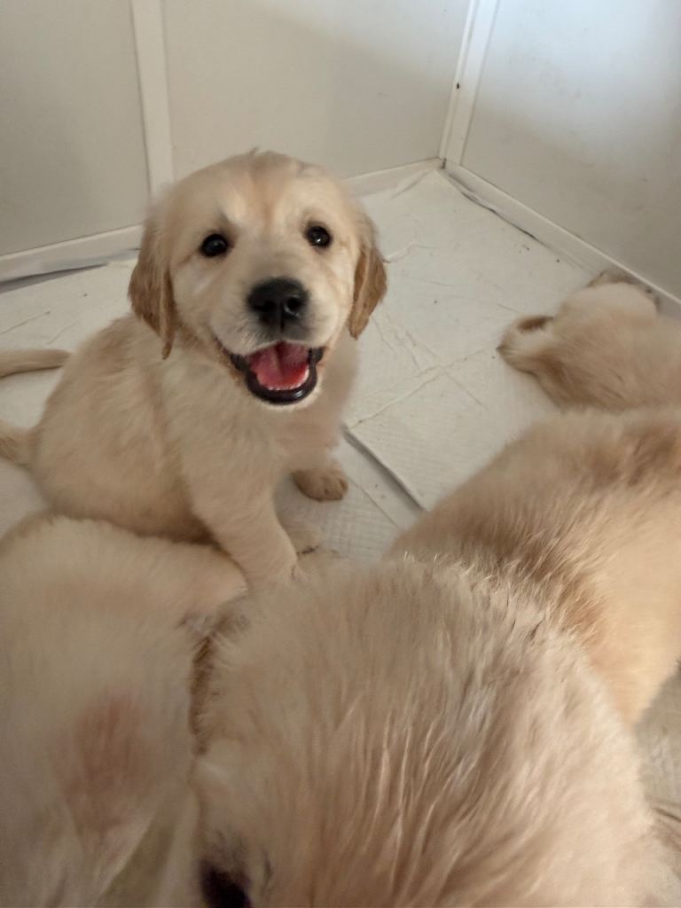 KC registered Golden retriever puppies 