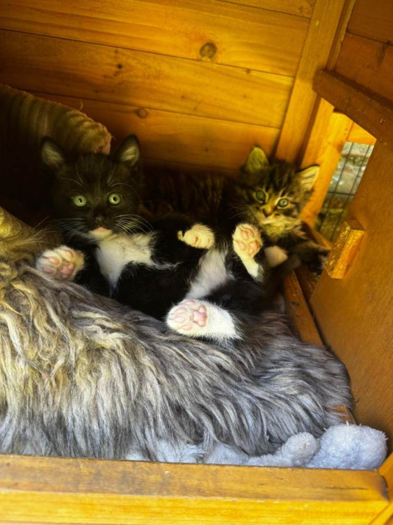  ❤️ Beautiful Tuxedo Kittens ❤️🐈‍⬛🐈‍⬛