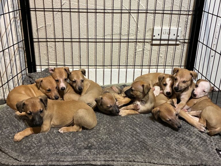 Whippet puppies 