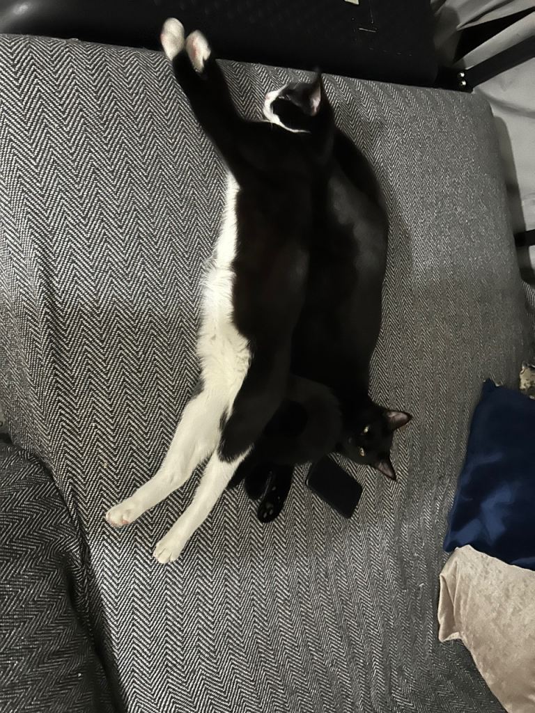 Re-home: Loving, Affectionate 19 Month-Old Tuxedo & Black Girls – Loving Home Only