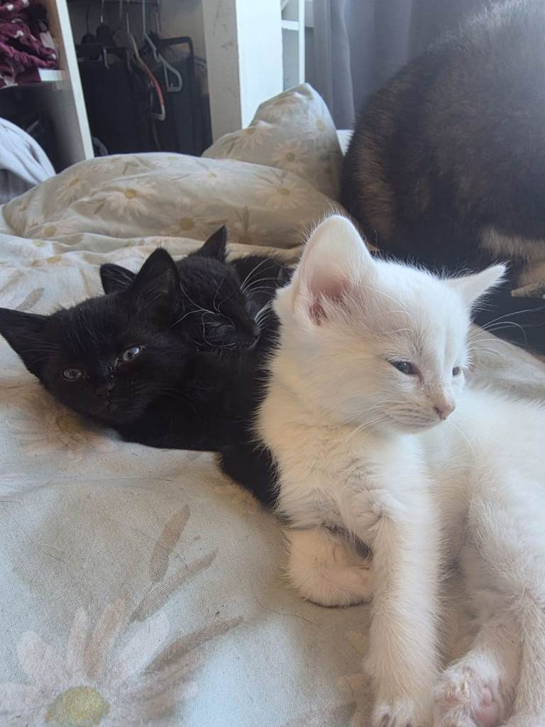 3 kittens for sale