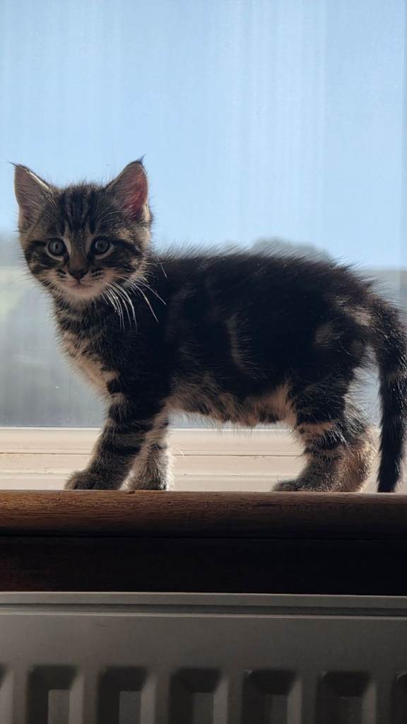 3 playful kittens for sale