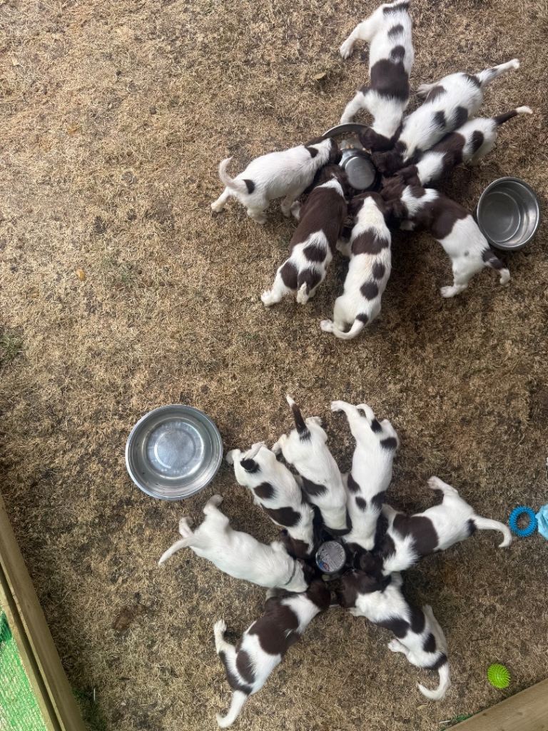 English Springer Spaniels 