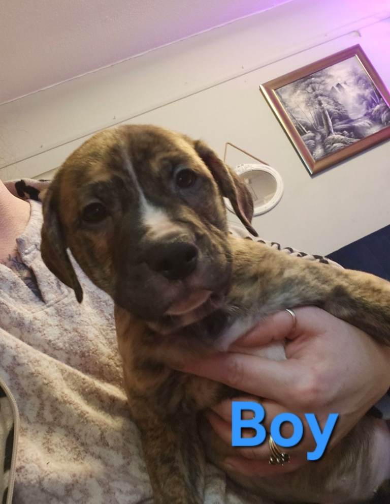 Staffordshire Bull Terrier puppies 