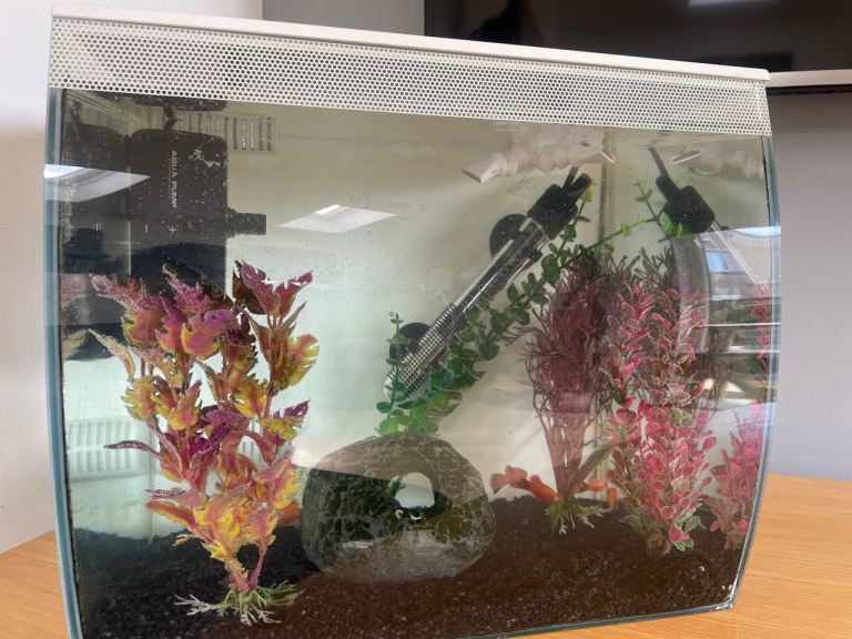 Fish tank with 8 fish -FREE