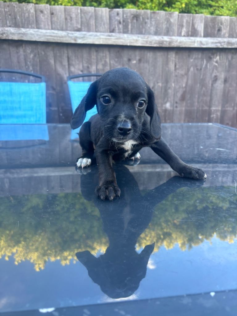 Looking for forever homes