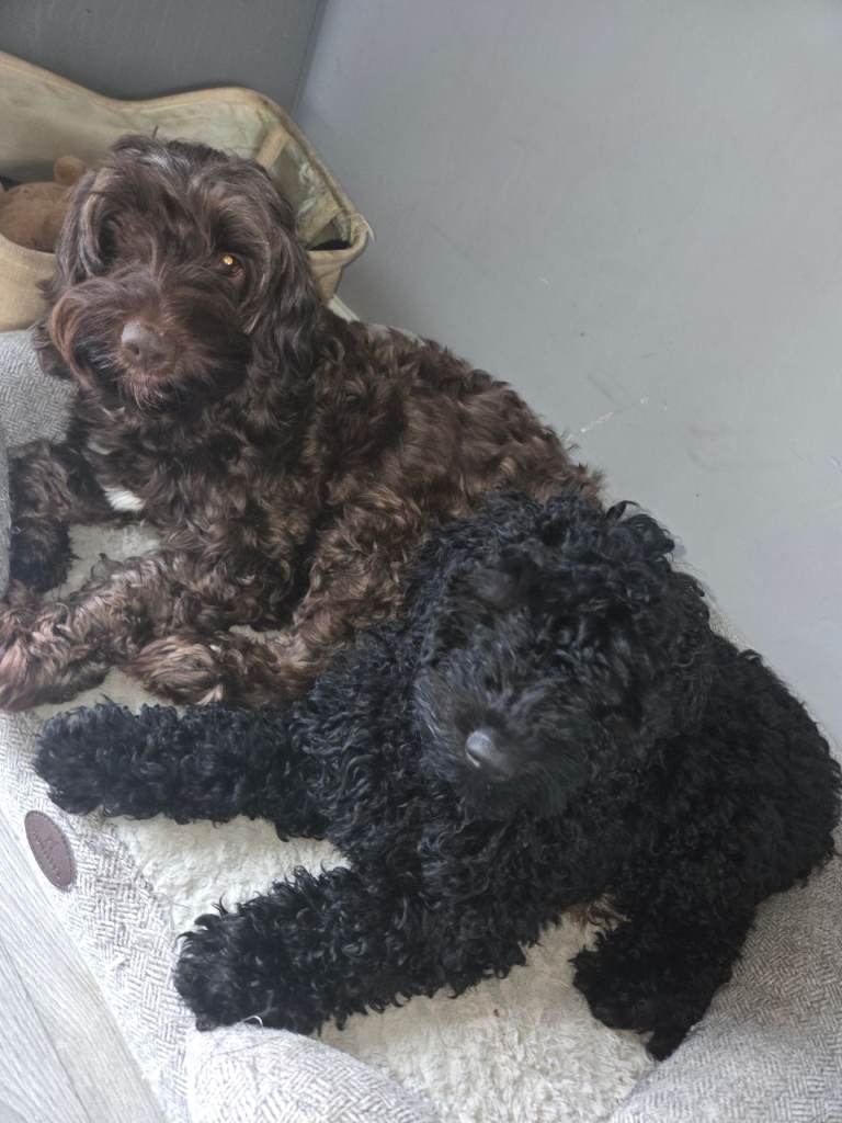 Black female cokapoo