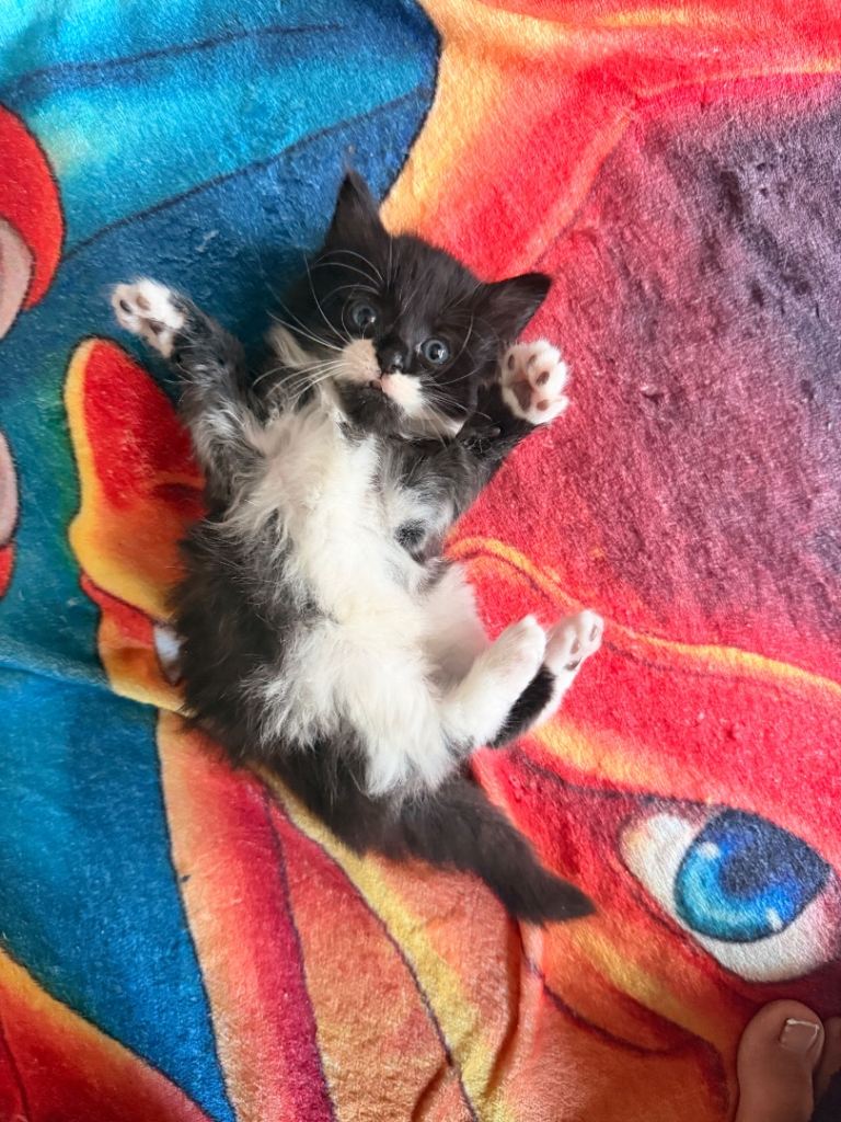 Kittens 