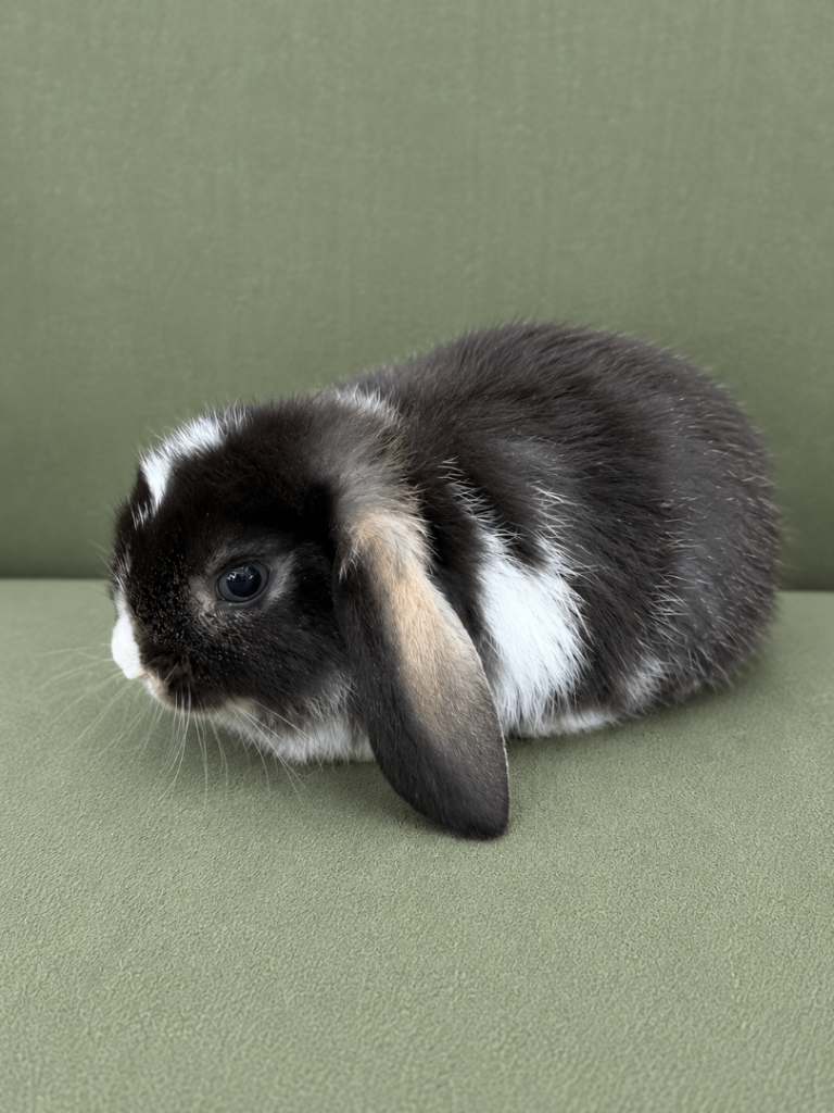 Gorgeous Female Mini Lop