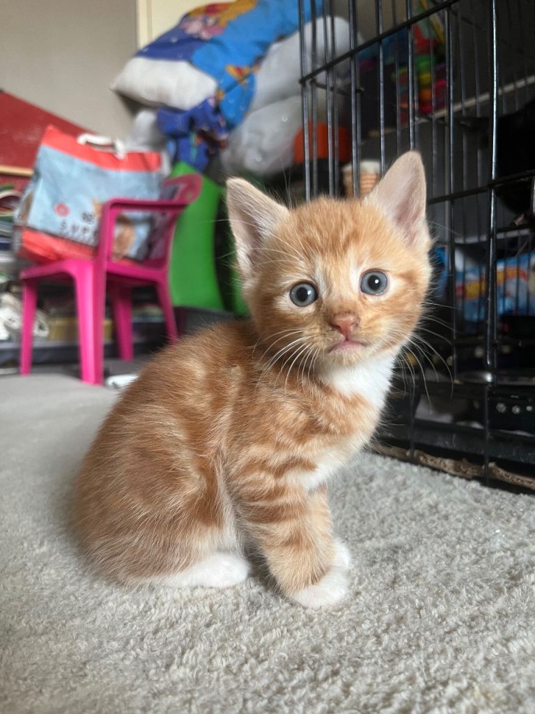 5 kittens available 