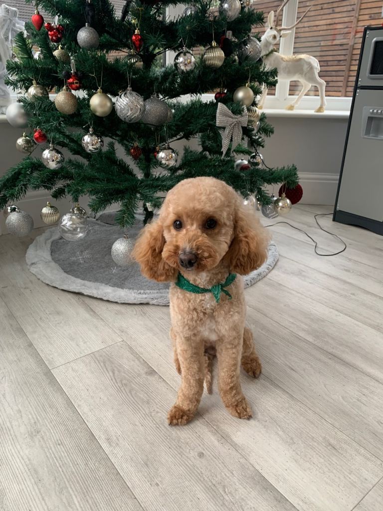 Our Dog Daisy for sale 