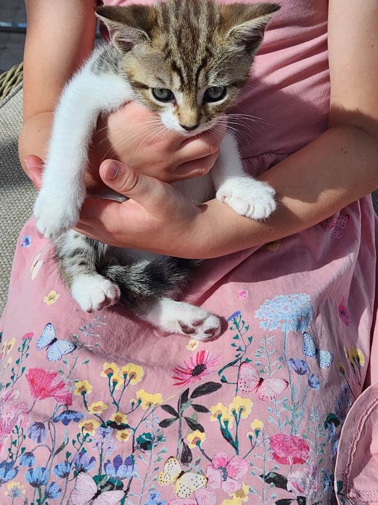 Kittens