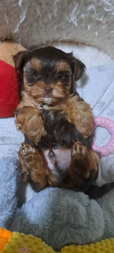 Yorkshire Terrier puppie mini Reserved Untill Sunday