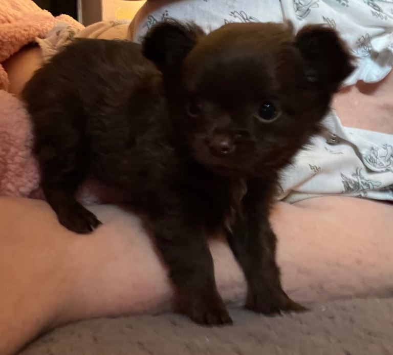 Chihuahua Girl Long Haired appledomed