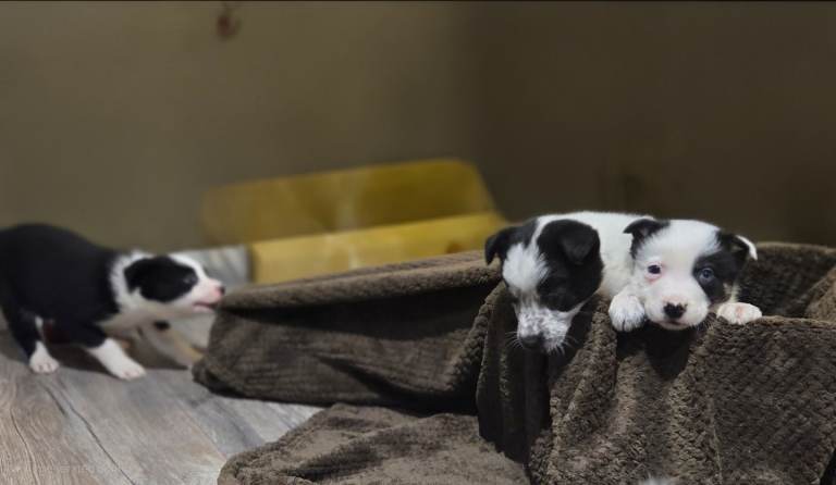 ⭐️Top Class Collie Pups for Sale ⭐️