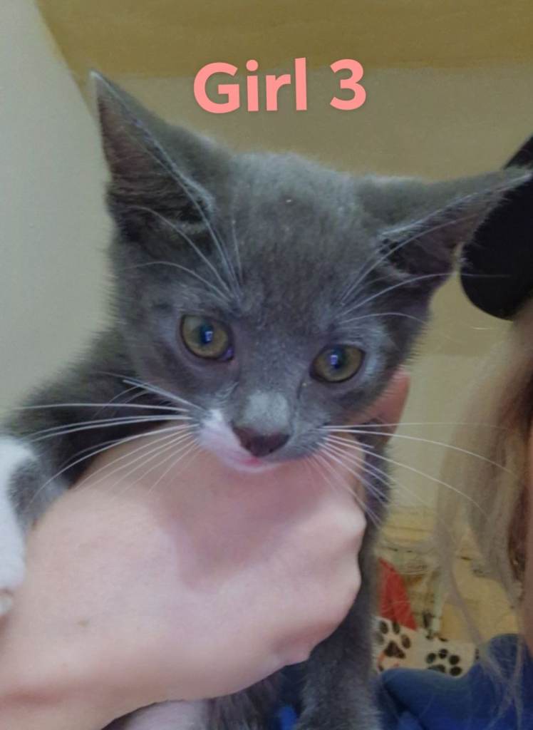 5 kittens ready now 🐾 **1 GIRL LEFT**