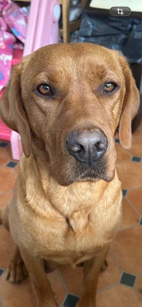 KC Registered Fox Red Labradors 