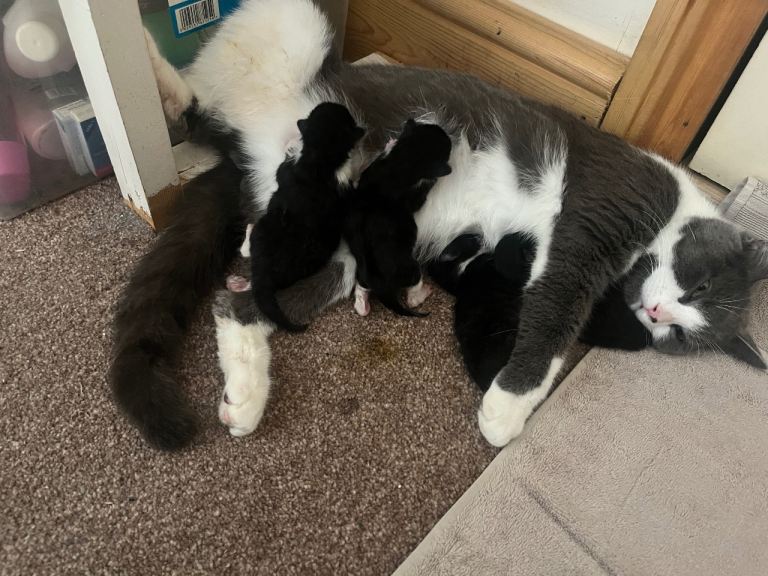 Kittens black and white 