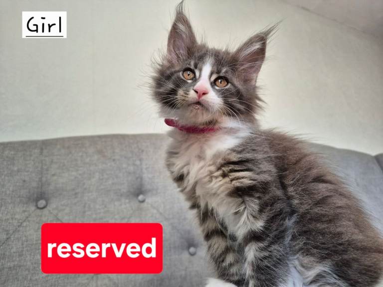 Stunning Pure Maine Coon Kittens. All Reserved Now.