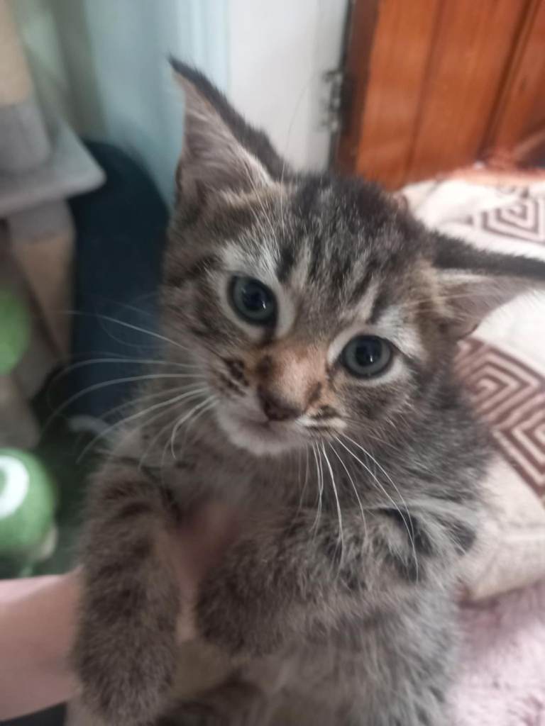  mix  kitten