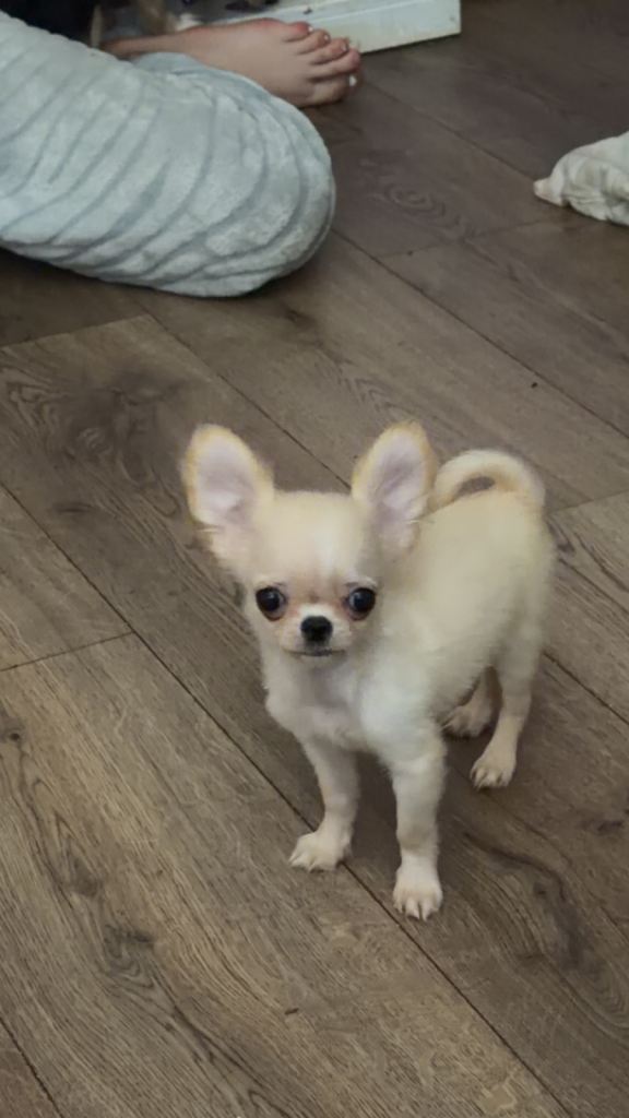 Chihuahua long coat boy & girl 