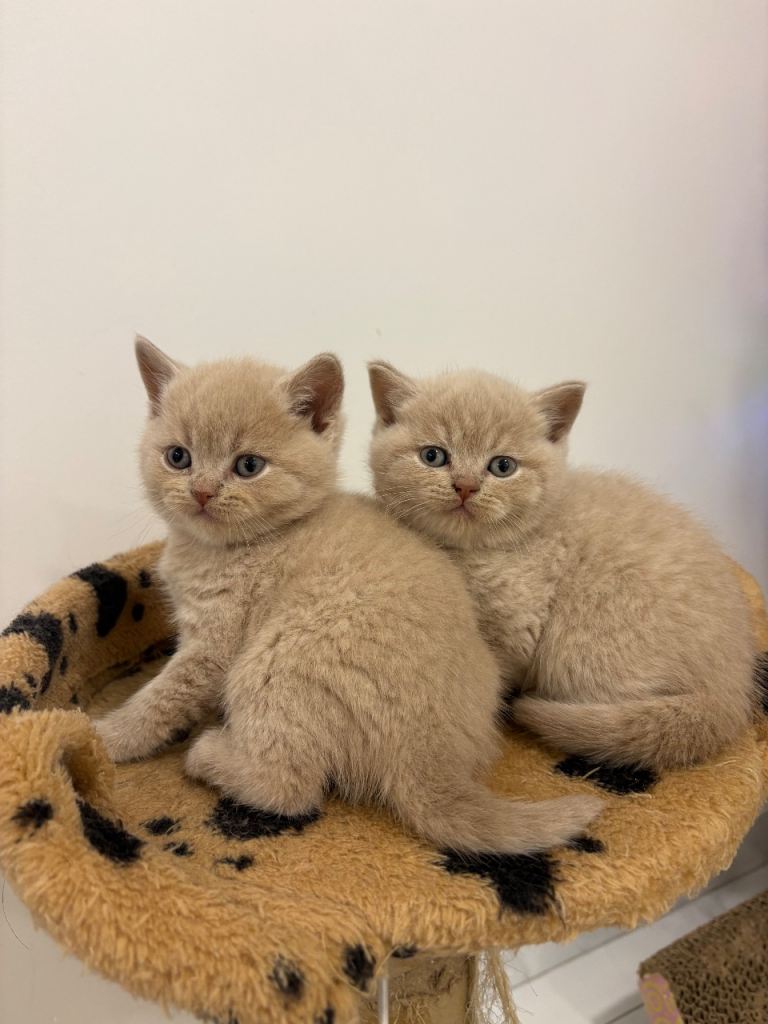 Amazing Cream and Blue British Shorthair Kittens